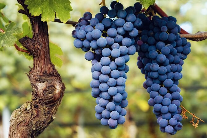 Barbaresco Wine Path: From the Old Town to the Vineyards - Location Highlights