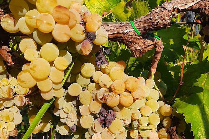 Berat 4x4 Off-Road and Vineyard Wine Tasting - Transportation and Logistics
