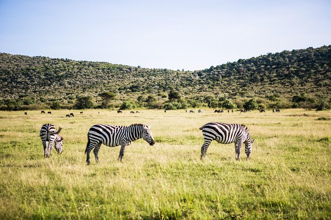 Best 7 Days Kenya Adventure Wildlife Safari - Day 7: Return to Nairobi