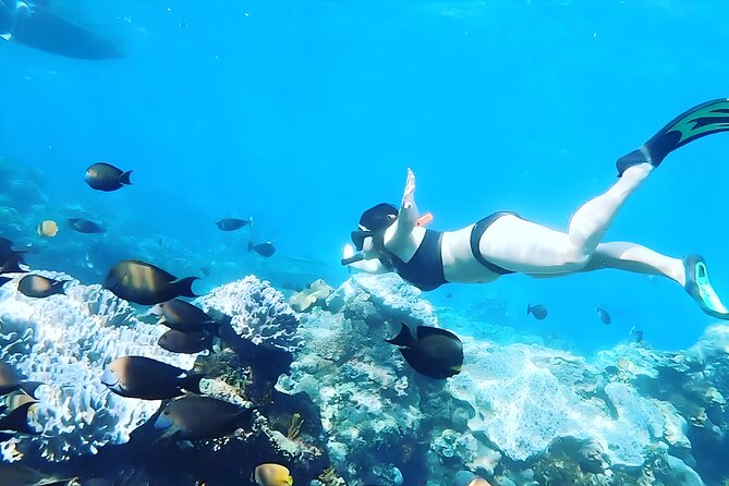 Best of Nusa Penida Snorkeling: Manta Bay, Wall Point & Gamat Bay - Gamat Bay Snorkeling Highlights