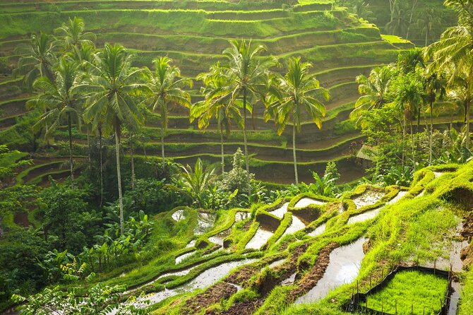 Best of Ubud: 2 Days Including Sayana Accommodation - Day 1 Itinerary Highlights
