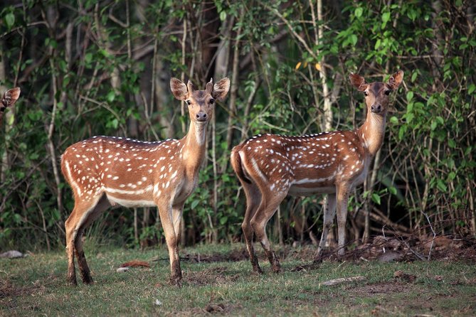 Bhubaneshwar, Bhitarkanika & Similipal Tiger Reserve Tour - Cancellation Policy