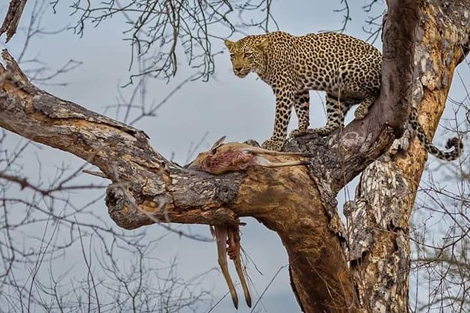 Big Cat Exclusive Safari - Photography Opportunities