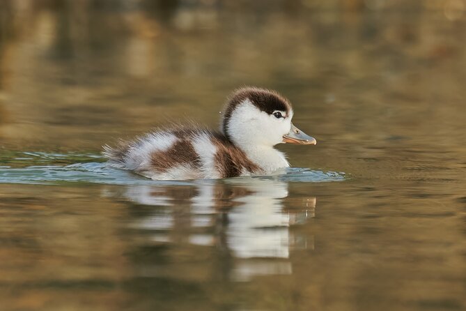 Bird Watching and Photography Private Tour Near Constanta - Pricing and Booking