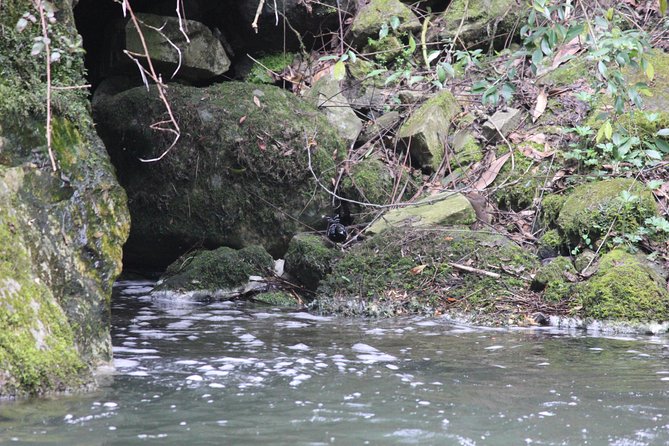 Bird-Watching Hikes Around Jibhi - The Sum Up
