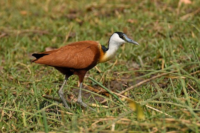 Bird Watching Safari - Tour Details