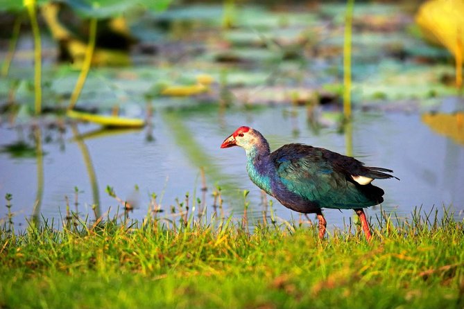 Bird Watching Tour in Muthurajawela Wetland From Colombo Harbour - Tour Details