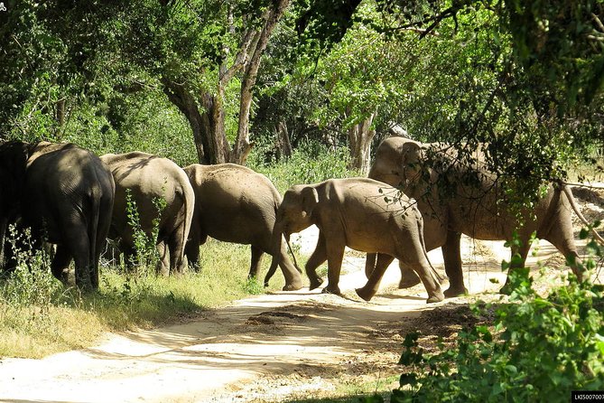 Birds and Wildlife Tour (11 Days)
