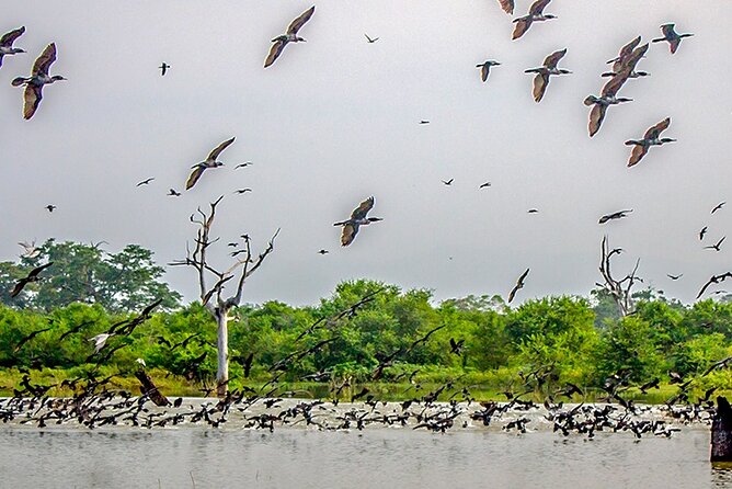 Birdwatching Boat Ride in Kalametiya Sanctuary