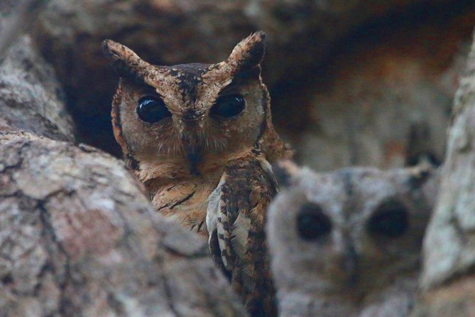 Birdwatching Safari in Udawalawe National Park From Colombo - Exclusions