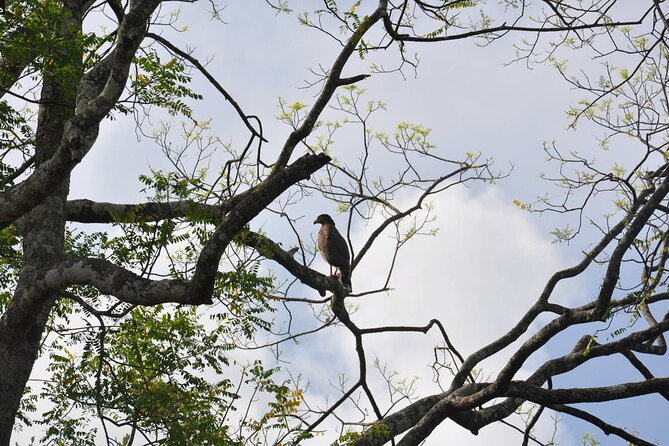 Birdwatching Walk in Anawilundawa Sanctuary From Kalpitiya - Essential Information for Participants