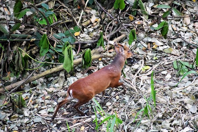 Birdwatching Walk in Sigiriya Countryside - End Point
