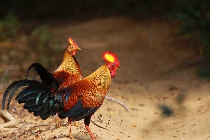 Birdwatching Walk in Sinharaja Rainforest From Colombo - The Sum Up