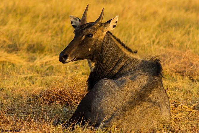 Blackbuck Safari From Rajkot - Safari Experience Highlights