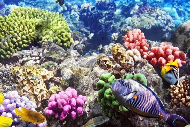 Blue Lagoon Snorkeling; Starfish Adventure; The Rock; Paje Beach; Kuza Cave Tour - Directions