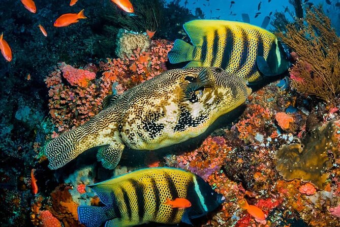 Blue Lagoon, Starfish Adventure, The Rock Restaurant, Spice Tour, Secret Garden - Cancellation Policy and Guarantee