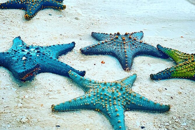 Blue Lagoon, Starfish Tour, The Rock, Jozani Forest, Stone Town, Secret Garden - Experience Jozani Forest