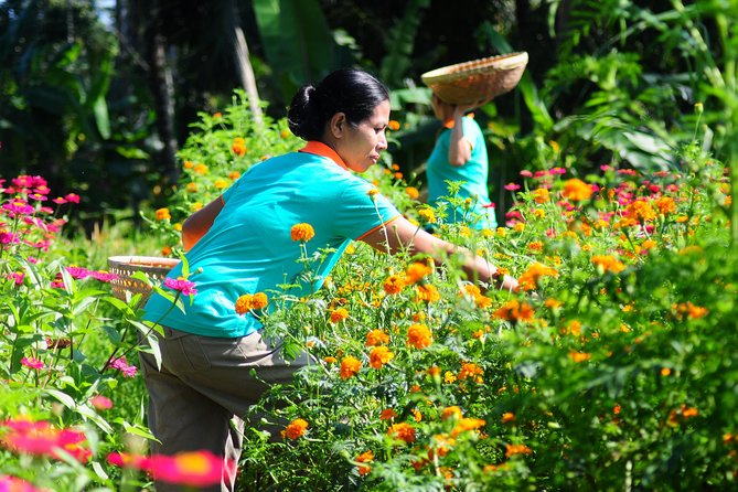 Botanical Tea Work Shop and Garden Tour - Tea Tasting Details