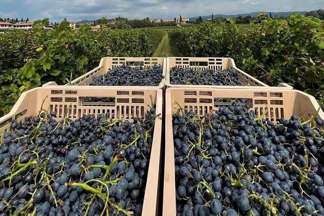 Boutique Winery Tour & Tasting in Valpolicella - Local Culinary Pairings