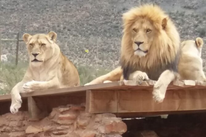 Cape Town Aquila Big Five Safari With Park Fees Transport, Lunch - Cancellation Policy
