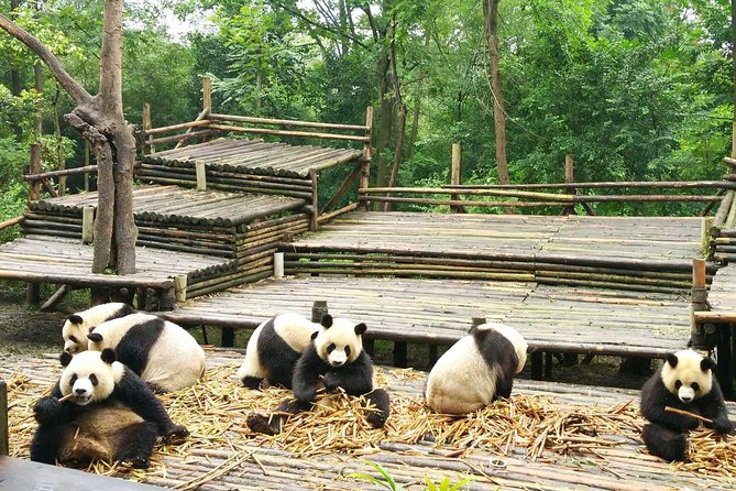 Chengdu Impression of Giant Panda and Sichuan Cuisine Cooking Experience - Pricing Details