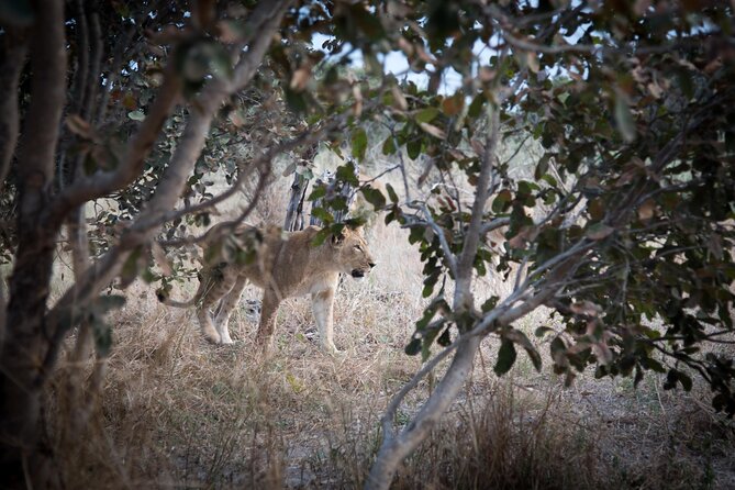 Chobe National Park 3 Days / 2 Nights - Group Size and Operator