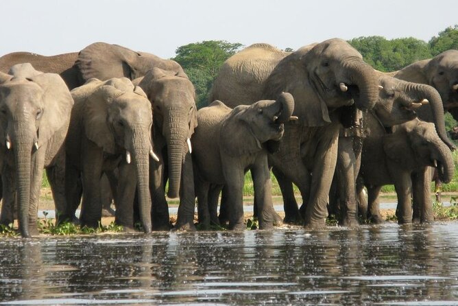 Chobe National Park Safari Day Trip - Price, Booking, and Policy