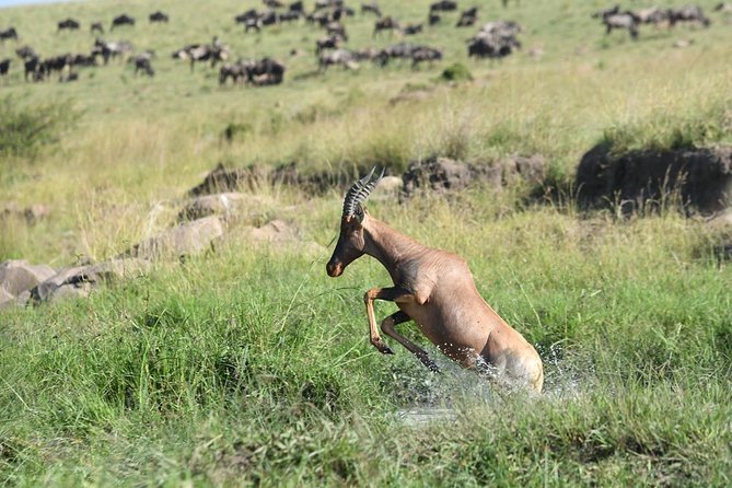 Classic Kenya Explore Safari 2022 - Pickup and Meeting Information