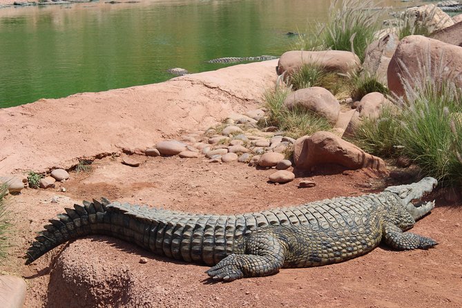 Croco Tour: Transfer to Crocoparc Agadir (Tickets Included) - Cancellation Policy