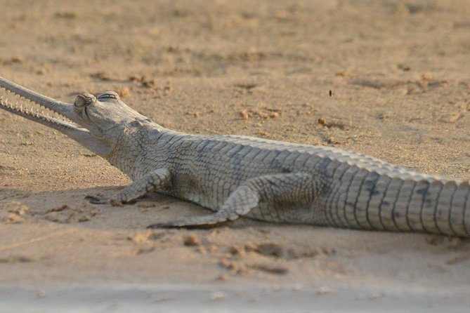 Crocodiles & Birding Trails in Chambal River From Agra - Cancellation Policy