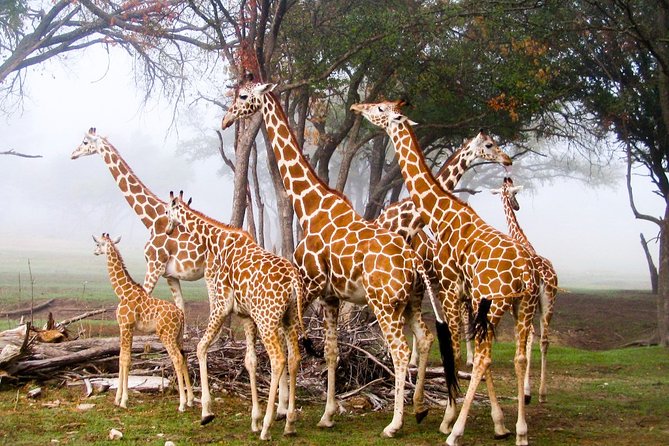David Sheldrick Elephant Orphanage & Giraffe Center Guided Day Tour - Important Notes
