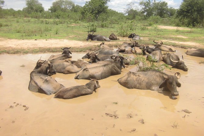 Day Excursions to Udawalawe From Kaluthara - Booking Confirmation