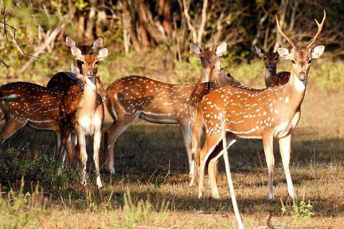 Day Excursions To Udawalawe National Park From Negombo - Cancellation Policy
