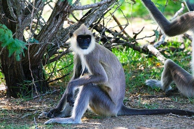 Day Excursions To Yala National Park Jeep Safari Form Galle - Cancellation Policy