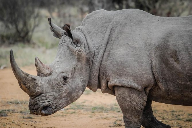 Day Safari To Nakuru National Park From Nairobi - Cancellation and Payment Options