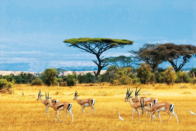 Day Safari Trip to Selous Game Reserve From Zanzibar - Cancellation Policy