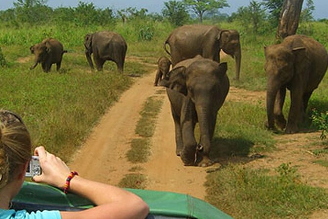 Day Tour From Colombo to Minneriya National Park Jeep Safari - Health and Safety Guidelines