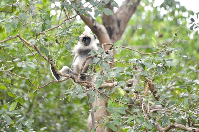 Day Tour From Colombo to Udawalawe National Park Jeep Safari - Frequently Asked Questions