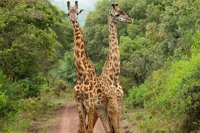 Day Tour in Arusha National Park - Pricing and Booking