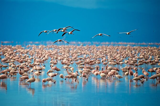 Day Tour in Lake Manyara National Park - Paradise Tour - Booking Information