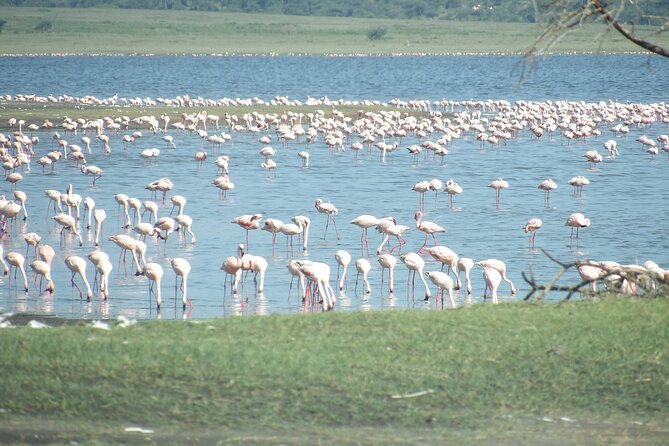 Day Tour to Tarangire National Park From Arusha - Reviews
