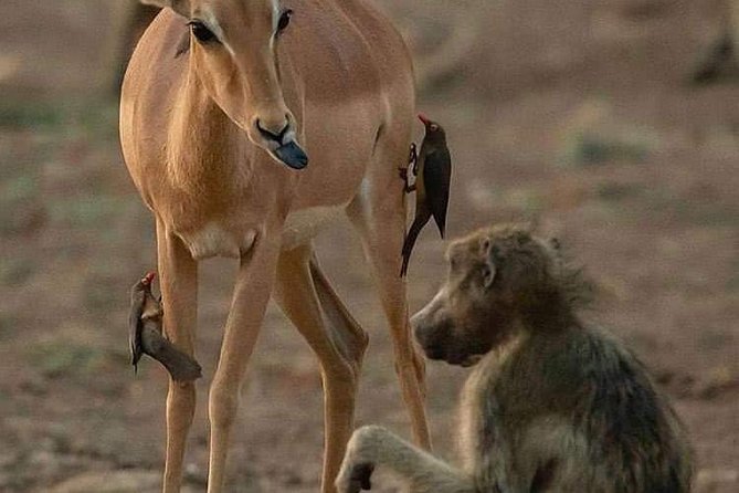 Day Trip Arusha National Park Tour Tanzania Safari - Booking Confirmation and Accessibility