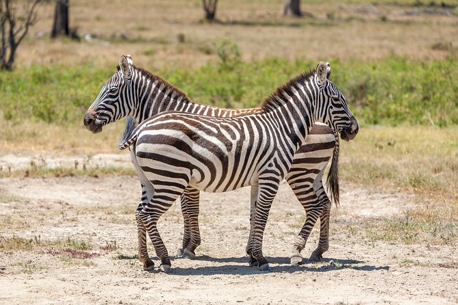 Day Trip in the Tarangire National Park: A Wildlife Encounter - Important Notes for Participants