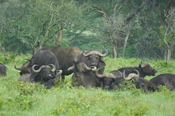 Day Trip Lake Nakuru National Park - Birdwatching Opportunities