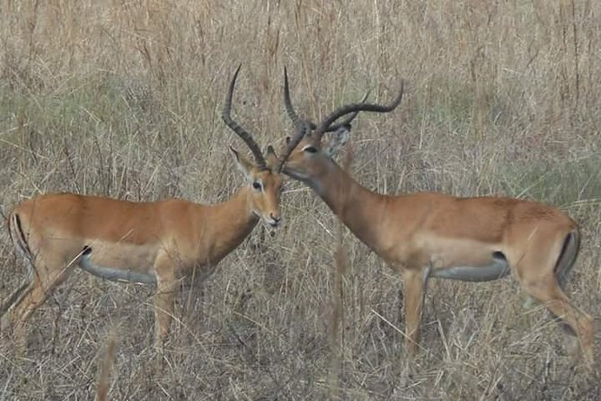 Day Trip Safari to Mikumi National Park From Morogoro - Health and Safety Guidelines