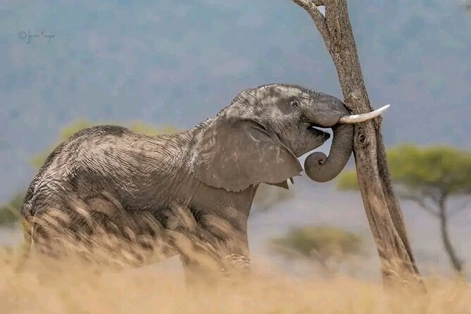 Day Trip Safari to Selous Game Reserve - Pricing and Guarantees