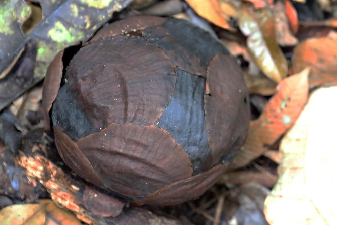 Day-Trip to Gunung Gading Rafflesia Centre From Kuching City - Pickup and Drop-off