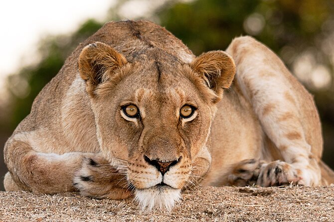 Day Trip To Lake Manyara National Park