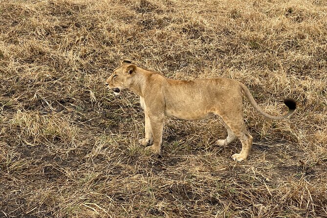 Day Trip to Mikumi National Park: Fly-In From Zanzibar - The Sum Up