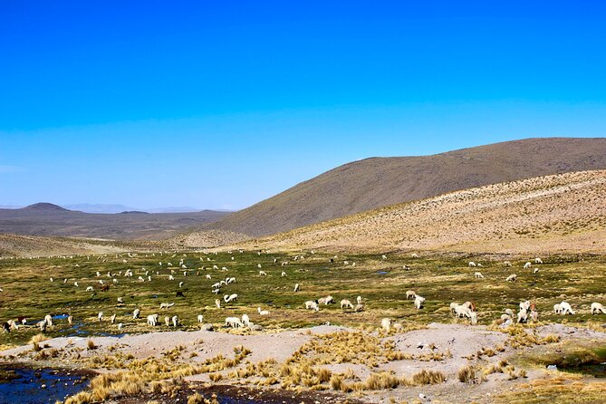 Day Trip to the Colca Canyon From Arequipa - Lunch and Local Cuisine